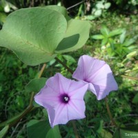 Ipomoea asarifolia (Desr.) Roem. & Schult.